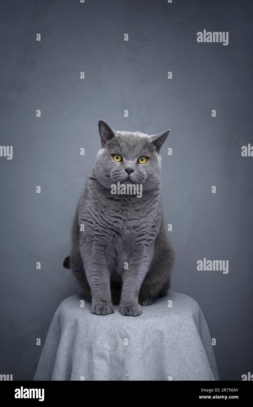 grande gatto blu shorthair britannico seduto su un tavolo da caffè con tovaglia grigia. Il felino guarda la telecamera con un'espressione seria, ripresa in studio con spazio di copia Foto Stock