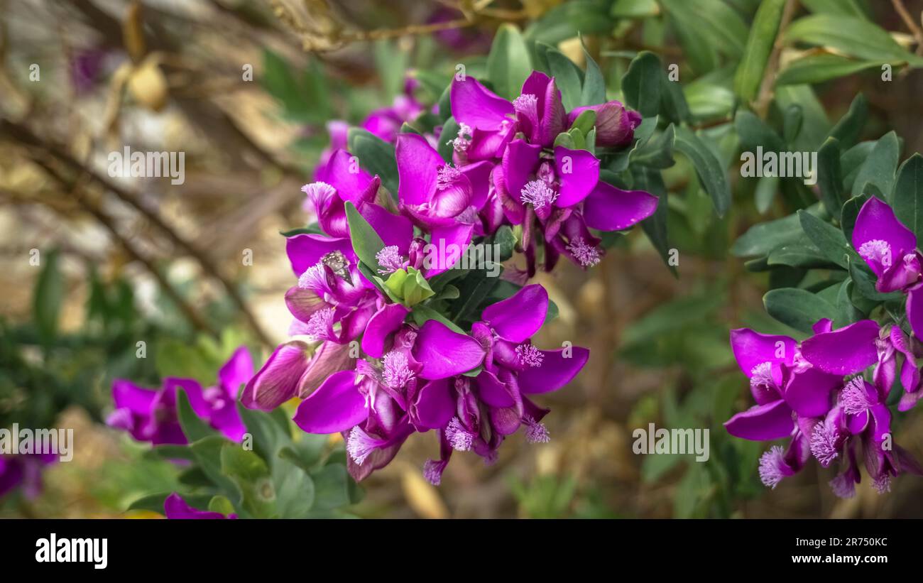 Croce fiori in Bages. Situato nel Parco Naturale Regionale Narbonnaise en Méditerranée. Foto Stock