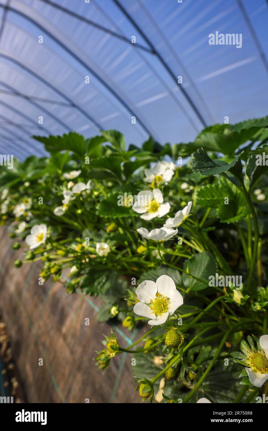 Wesel, Renania settentrionale-Vestfalia, Germania - le fragole crescono su letti rialzati nella coltivazione a tunnel sotto la lamina. Foto Stock