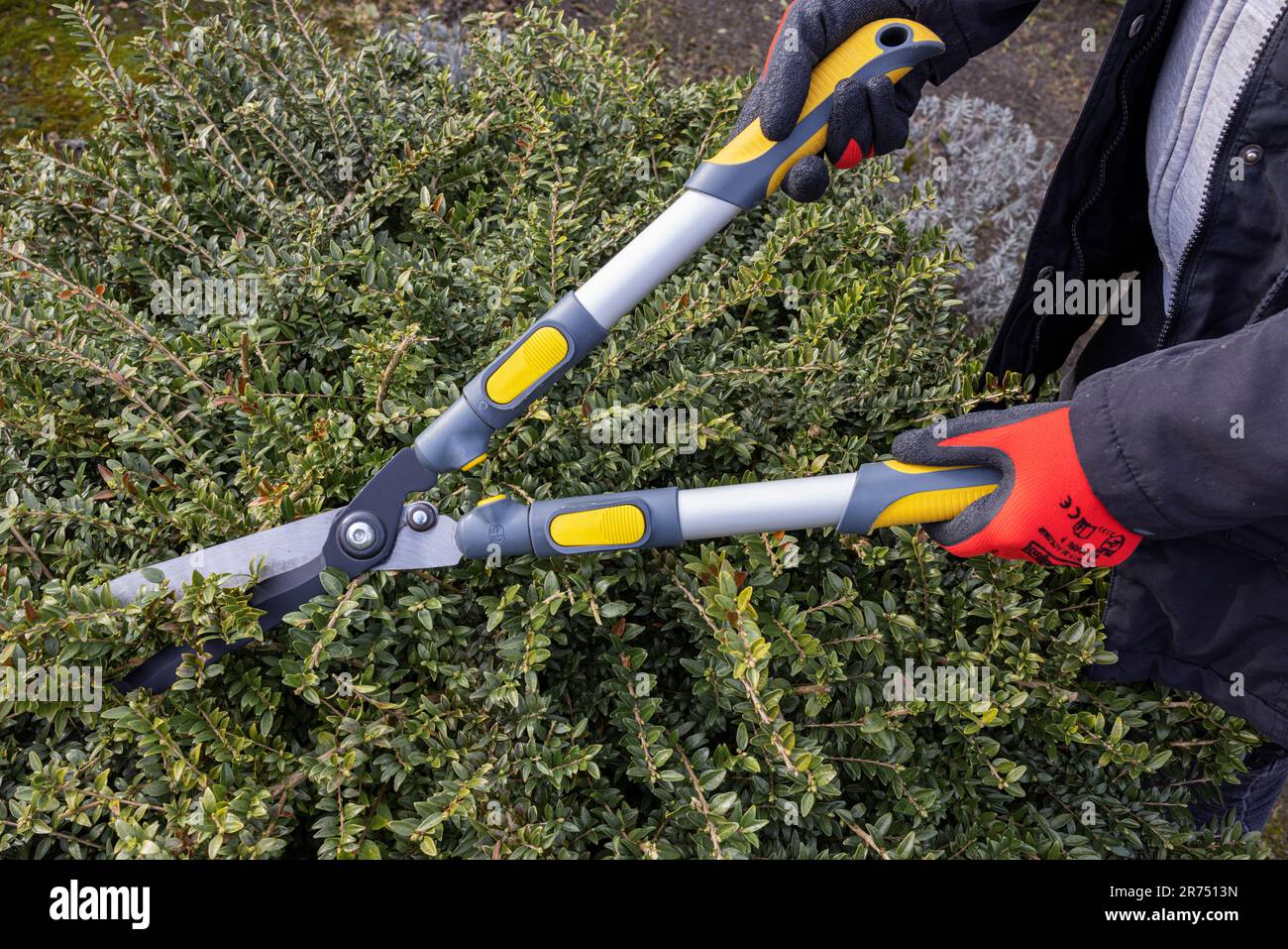 Donna taglio cespuglio privato con tagliasiepi a mano, dettaglio, giardino, Foto Stock