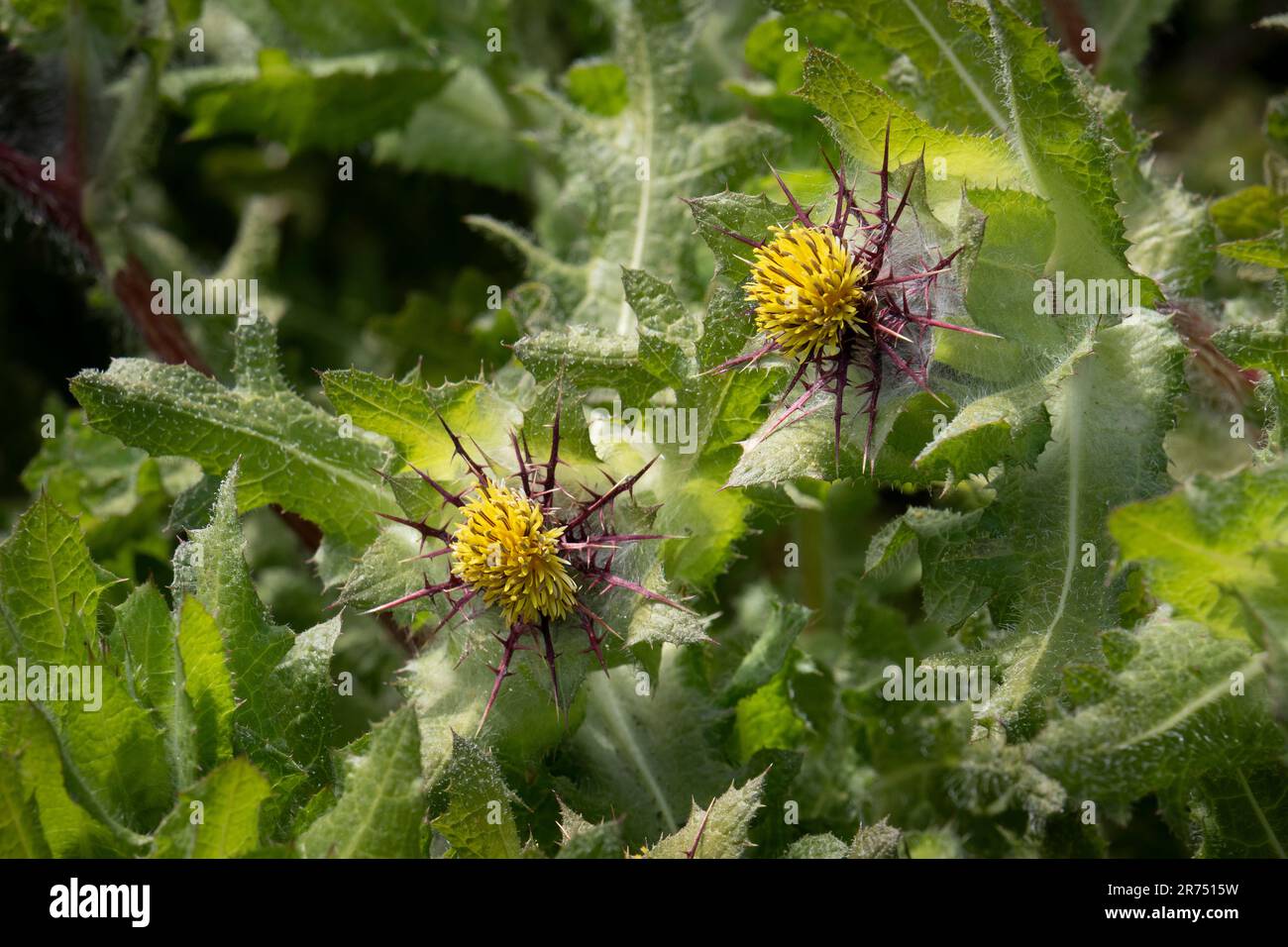 Fresco fioritura giallo St.. Il cardo di Benedetto si avvicina all'esterno Foto Stock