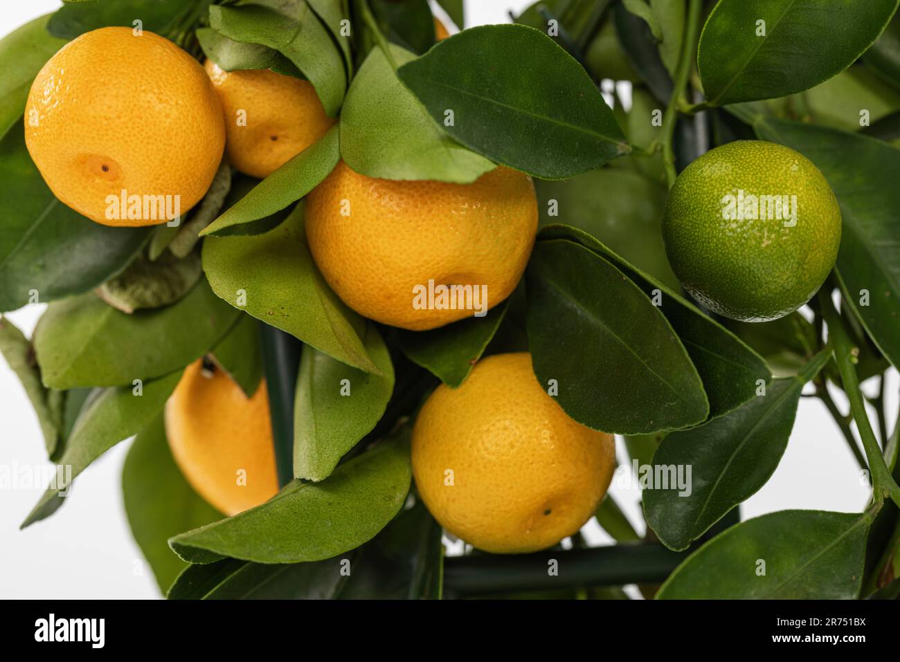 Pianta di agrumi - arance, primo piano, dettaglio Foto Stock