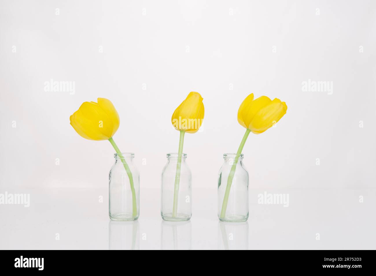Tre tulipani gialli in tre vasi di fiori Foto Stock