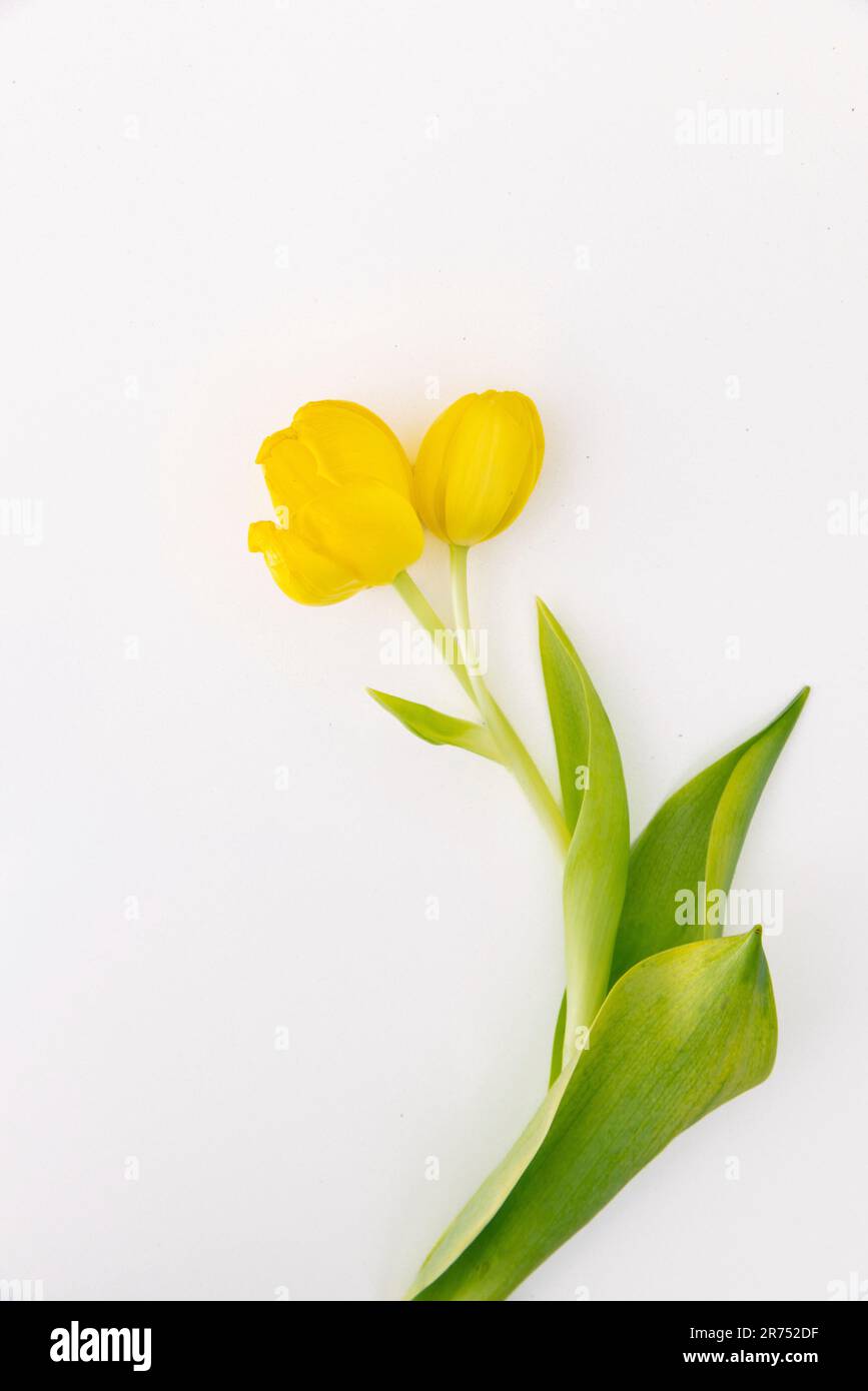 Un tulipano giallo con due fiori Foto Stock