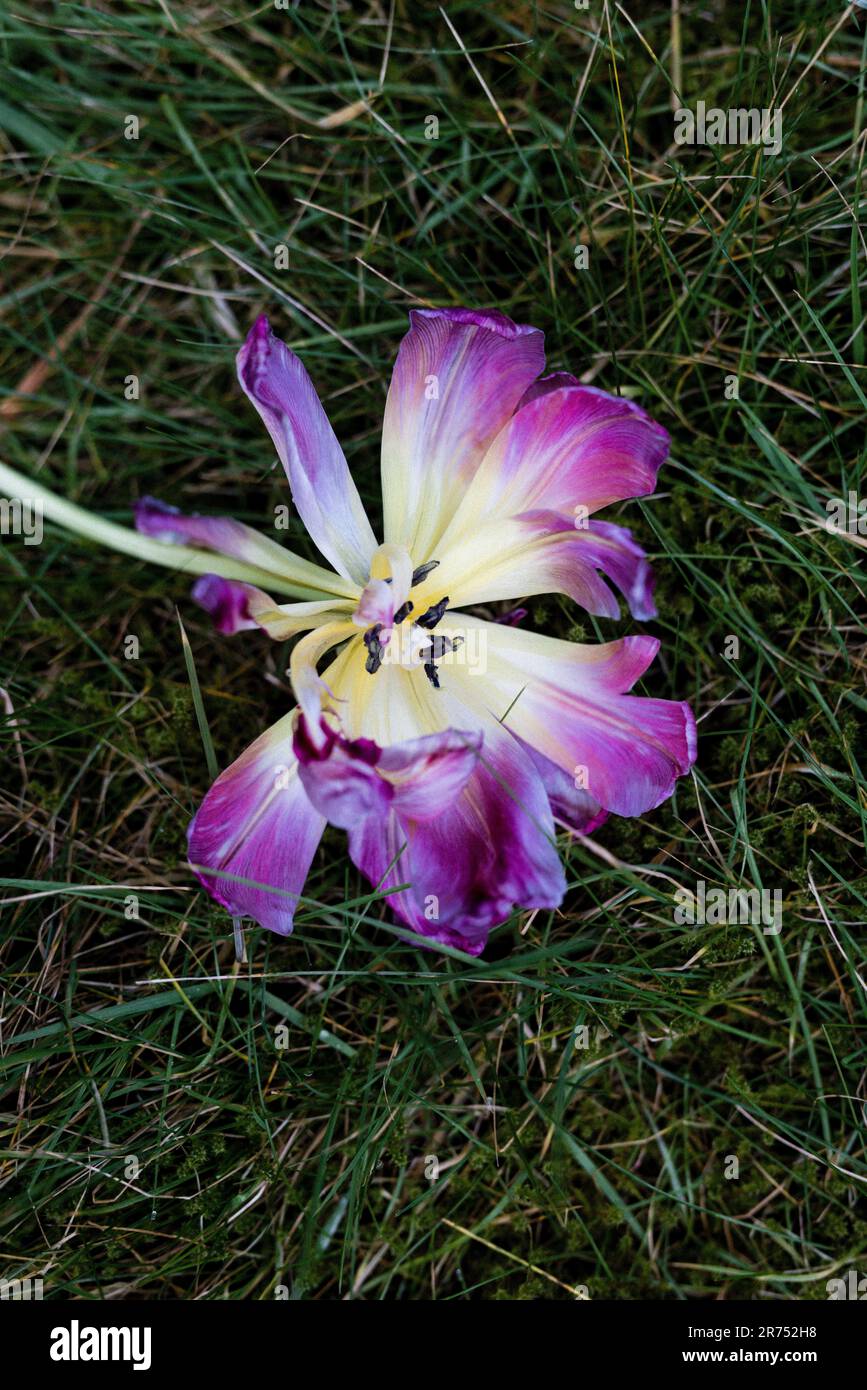 Singolo fiore di tulipano viola, primo piano Foto Stock