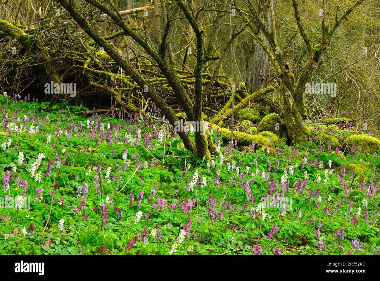 Europa, Svezia, Skane, Parco Nazionale di Söderasen, fioritura cava larkspur (Corydalis cava), legno morto, tronchi e pietre mossi. Foto Stock