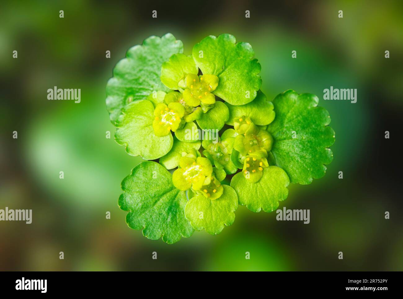 Europa, Svezia, Skane, Parco Nazionale di Söderasen, sassifrage d'oro a foglie alternate in fiore (Crysosplenium alternifolium). Foto Stock