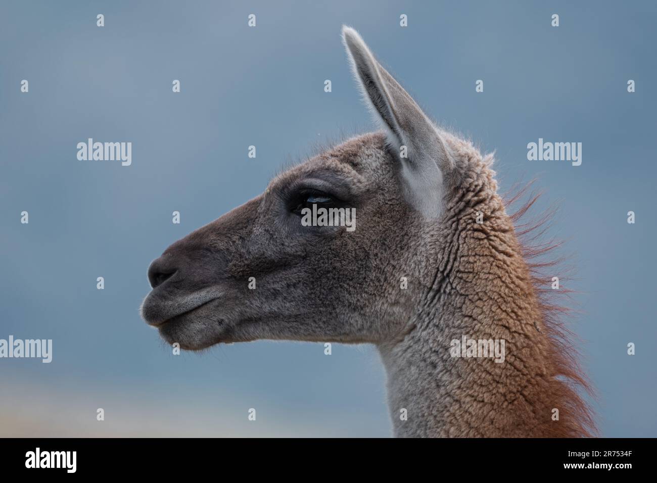 Ritratti di guanaco, lama Guanicoe, in Patagonia cilena Foto Stock