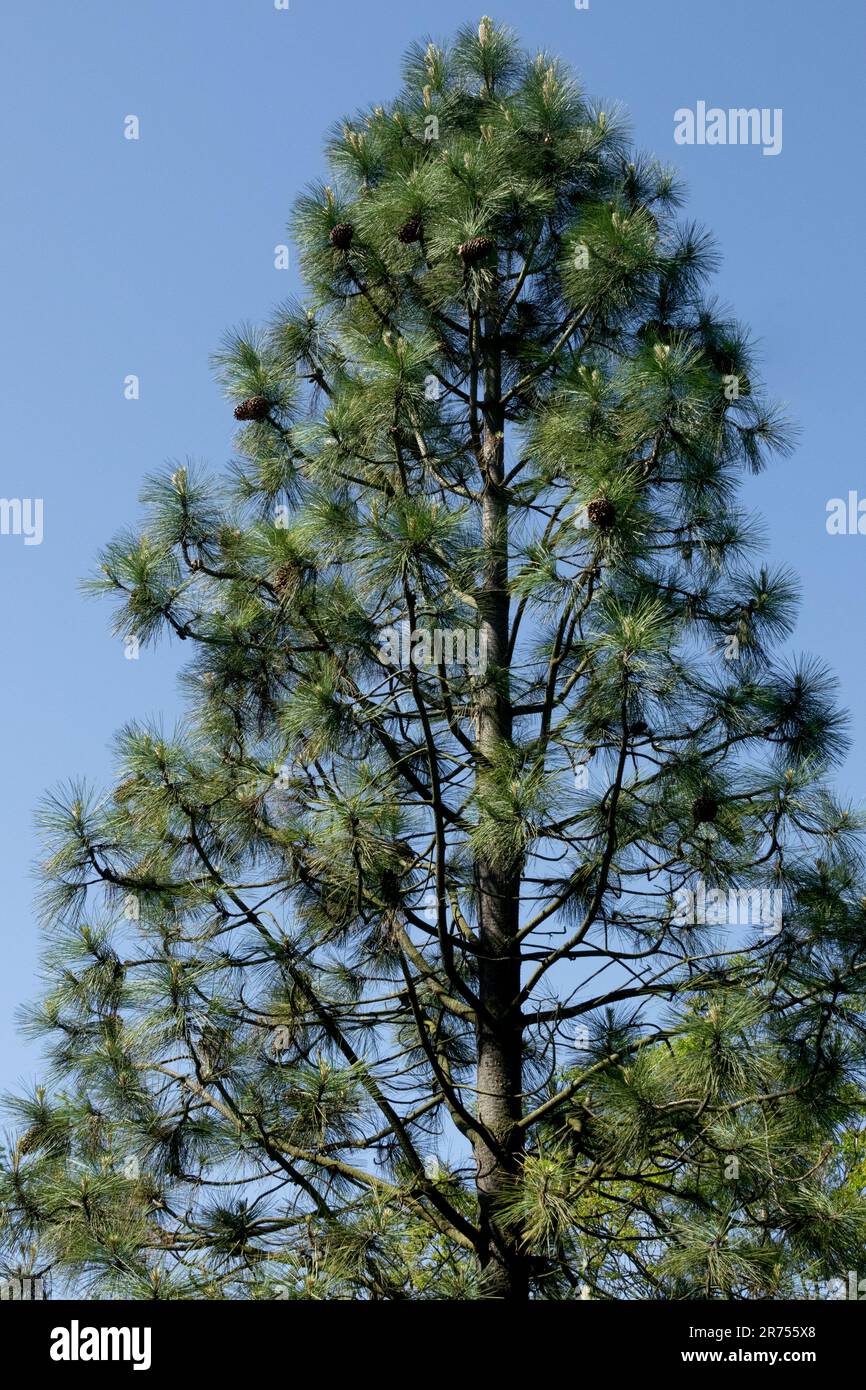 Pino nero, Pino Jeffreys, albero, Pinus jeffreyi, Pino de Jeffrey Foto Stock