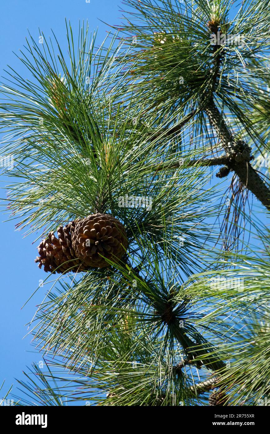 Pino nero, Cones on Tree, Branch, Pinus jeffreyi, Pino de Jeffrey Foto Stock