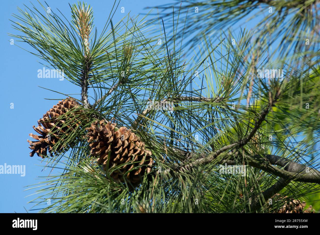 Coni di pino Jeffrey Pinus jeffreyi Foto Stock