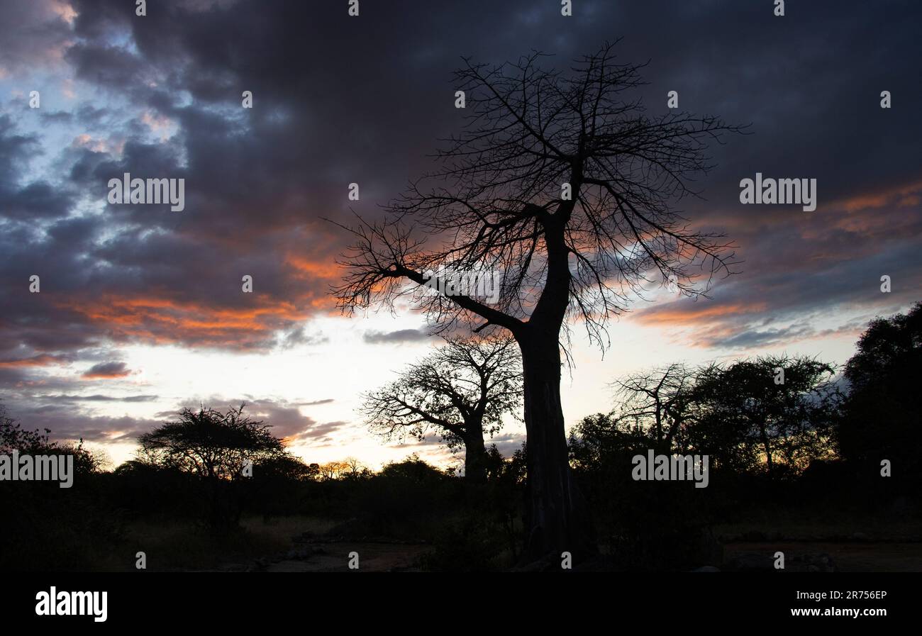I contorni distintivi del Baobab si abbellono al cielo della sera. Questi alberi antichi sono una caratteristica del bush-veld africano. Foto Stock