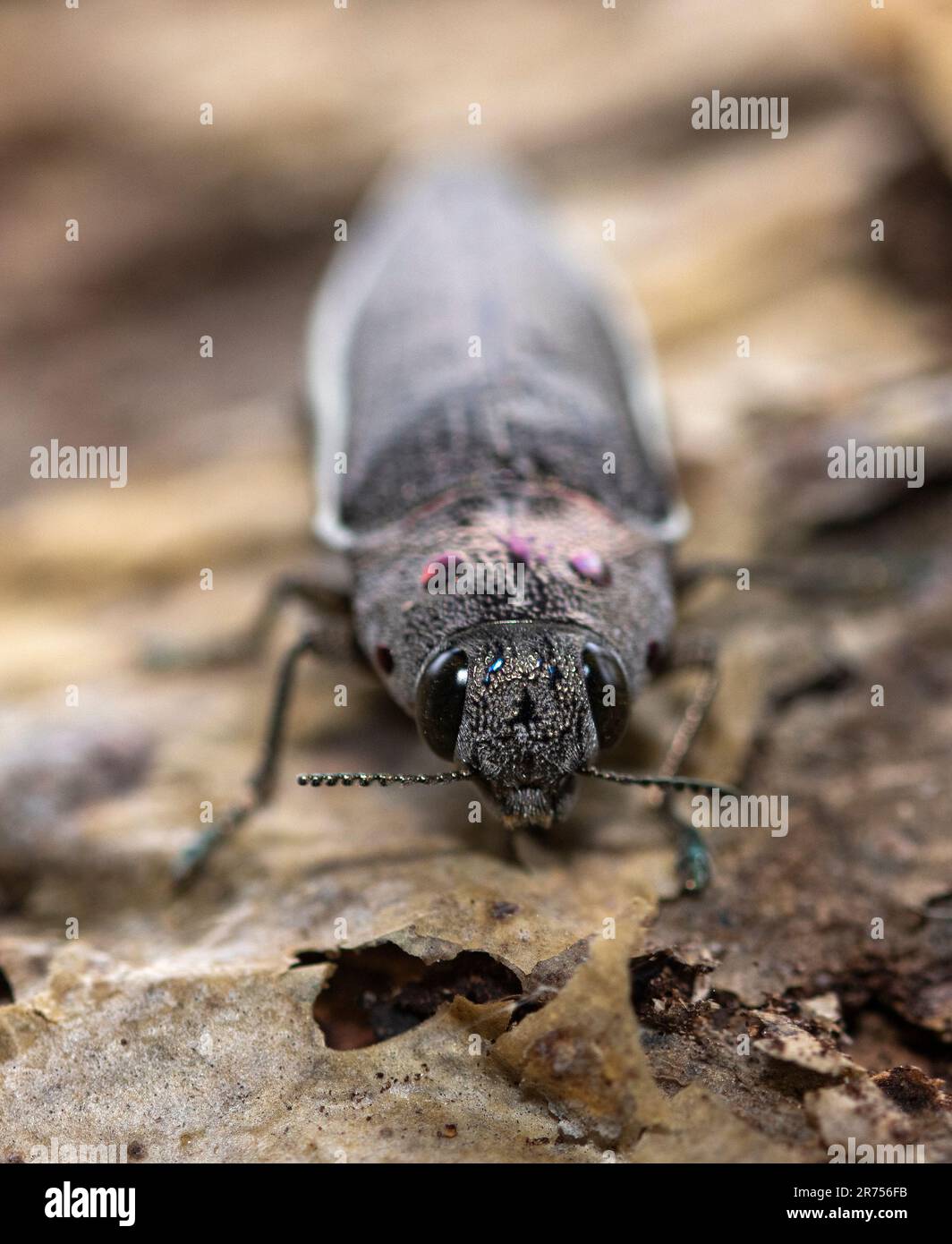 Il Beetle gioiello ha un tipico corpo a forma di siluro duro caratteristico della famiglia. Uno dei più grandi della famiglia sono raramente comuni. Foto Stock