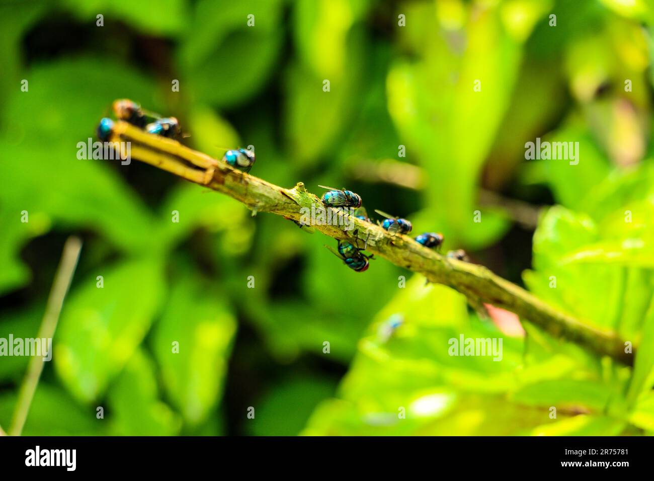 Vola su un ramo Foto Stock
