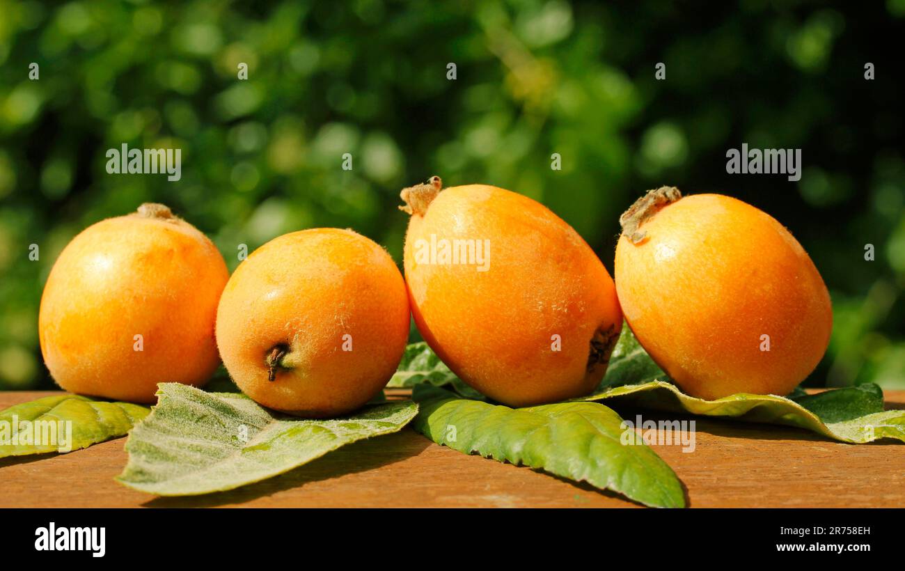 Loquat. Foto Stock