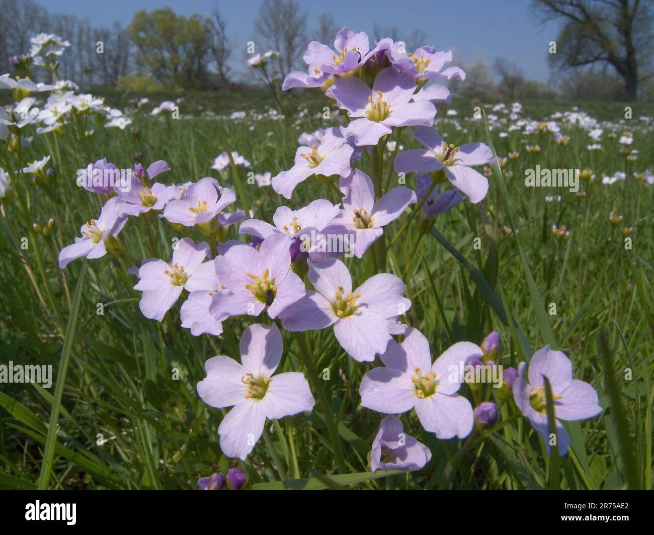 Rosa torbiera, Fiore a cucù, Smock della signora, Milkmaids (Cardamine pratensis), prato con rosa torbiera, Germania, Baviera Foto Stock