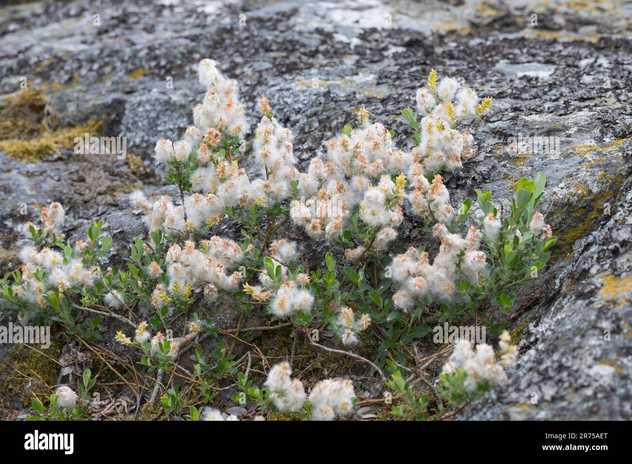 Salice strisciante (Salix repens), con semi, Svezia Foto Stock