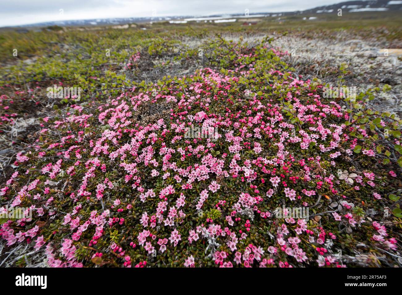Azalea alpina, azalea trainata, azalea alpina, azalea nana (Loiseleuria procumbens, Kalmia procumbens), fioritura, Svezia Foto Stock