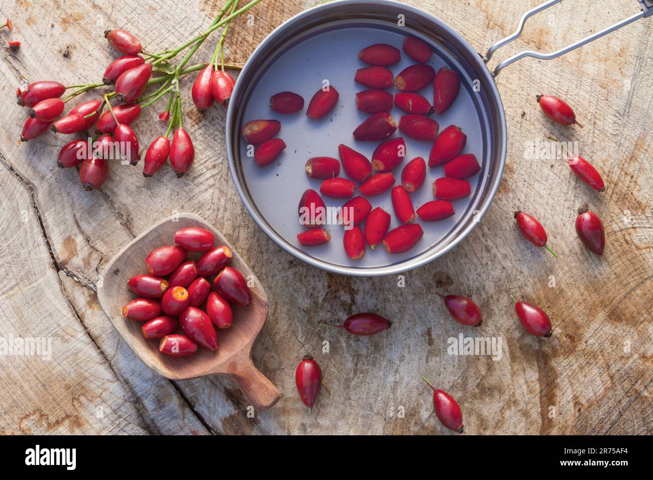 Rosa cane (Rosa canina), raccolta di rosa-anche, Germania Foto Stock