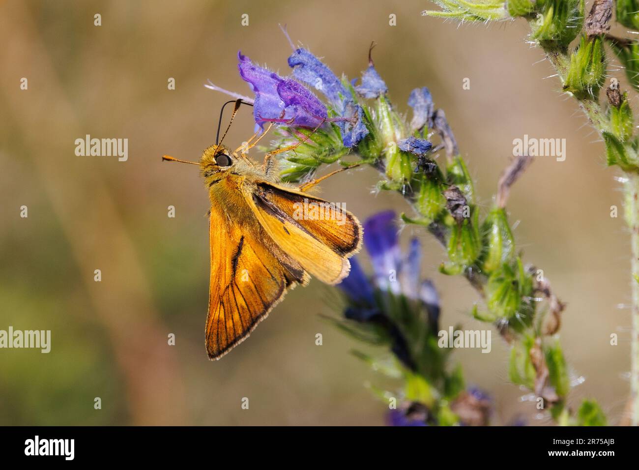 Skipper grande (Ochlodes venatus, Ochlodes venata, Ochlodes sylvanus), a fiore di bugloss, Germania, Baviera Foto Stock