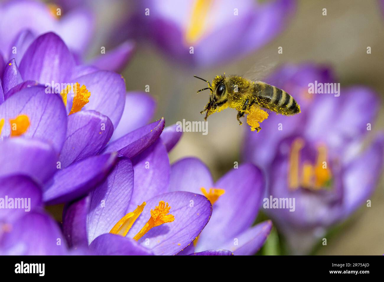 Ape del miele, ape dell'alveare (Apis mellifera mellifera), fiori di croco di apueproaching, Germania, Baviera Foto Stock