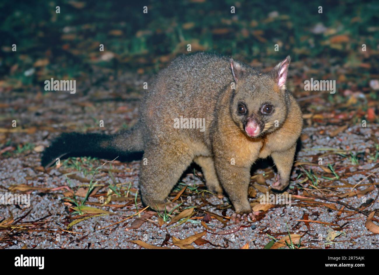 Possum a coda di pennello, Possom a coda di rondine (Trichosurus vulpecula), nel biotopo, notturno, Australia Foto Stock
