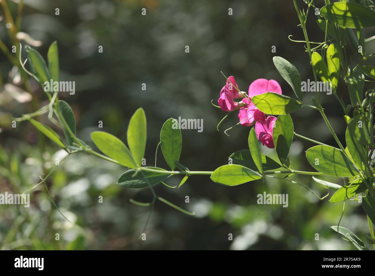 Peavina di noci di terra, vecchiatura tuberosa, piselli tuberosi (Lathyrus tuberosus), fiori, Germania Foto Stock