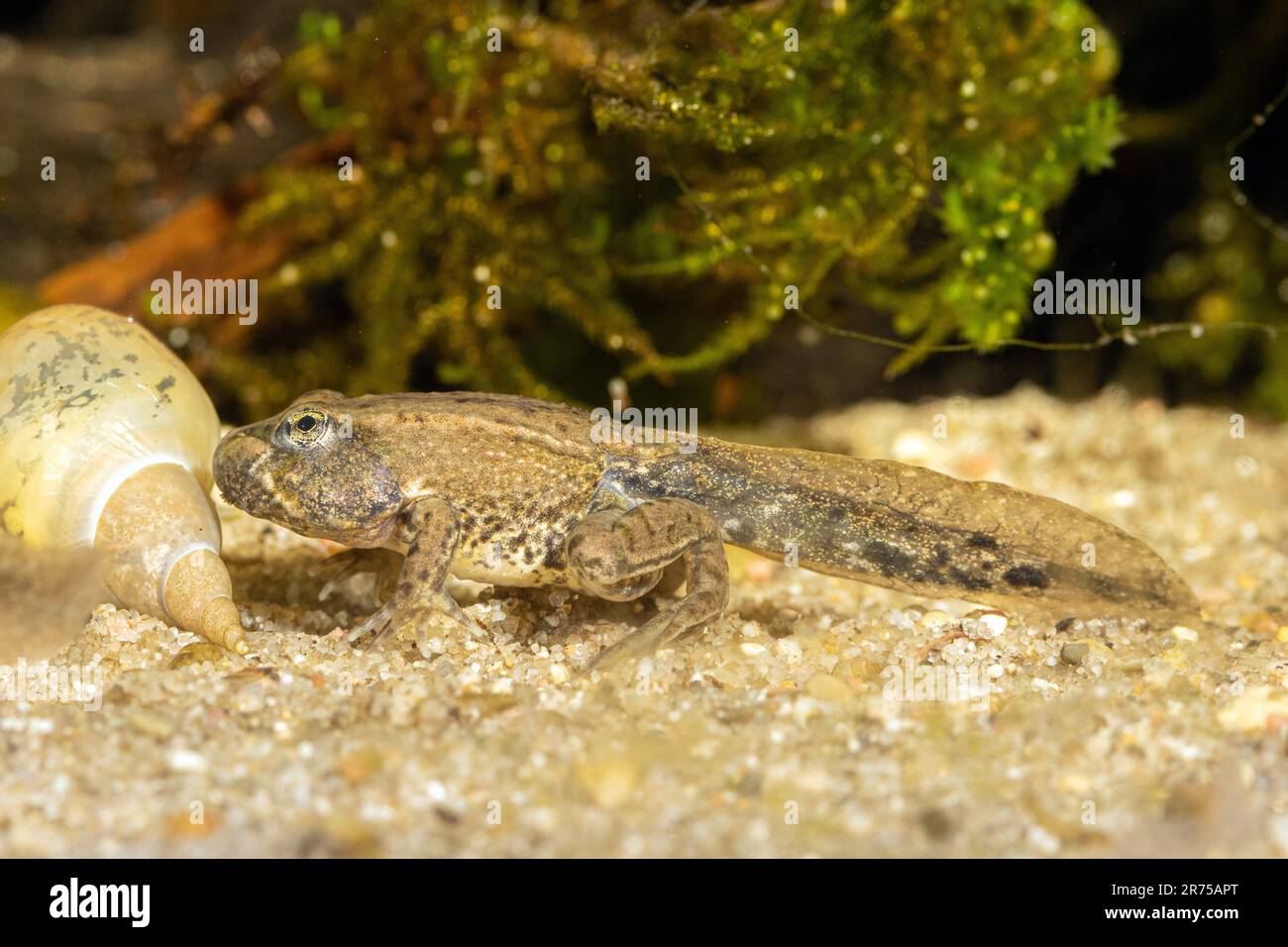 Rana palude, rana del lago (Rana ridibunda, Pelophylax ridibundus), tadpole in avvicinamento al completamento della metamorfosi, vista laterale, Germania Foto Stock