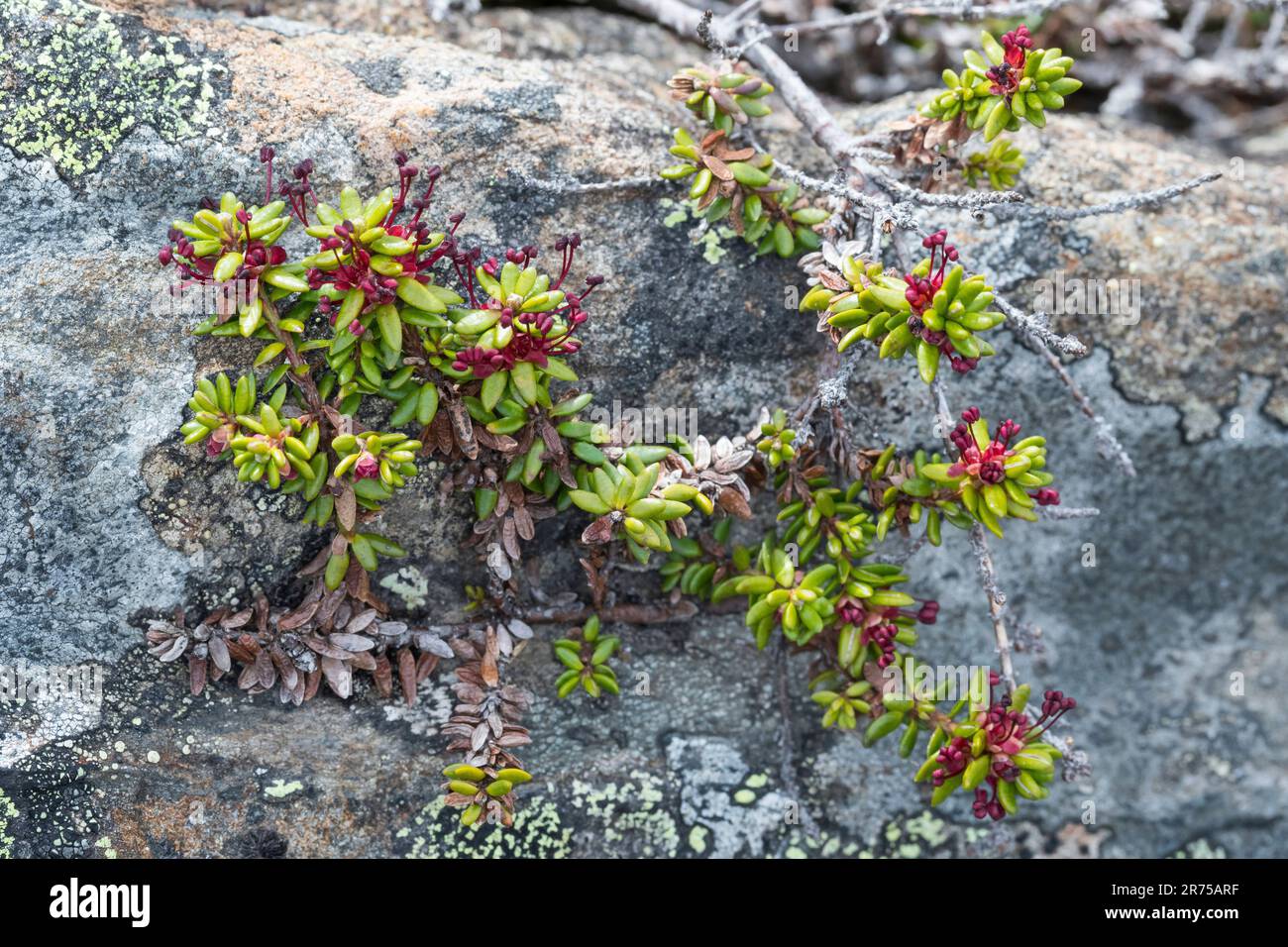 crowberry di montagna (Empetrum hermafroditum), fiorente su una roccia, Svezia Foto Stock