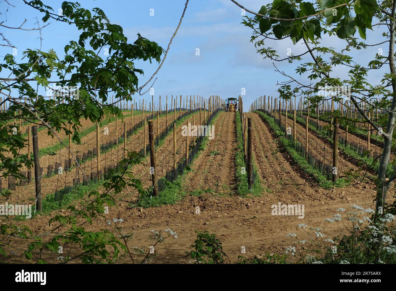 Nuova superficie coltivata a vite, Francia, Bretagna, Erquy Foto Stock