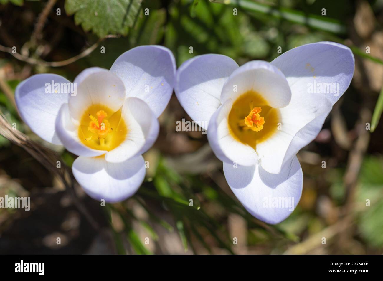 crocus (Crocus spec.), fiore, vista dall'alto Foto Stock