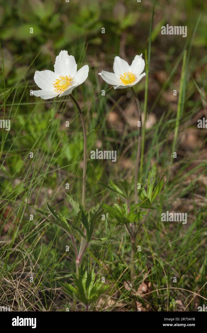 anemone di snowdrop, fiore di vento di Snowdrop (Anemone sylvestris), fioritura, Germania, Baviera Foto Stock