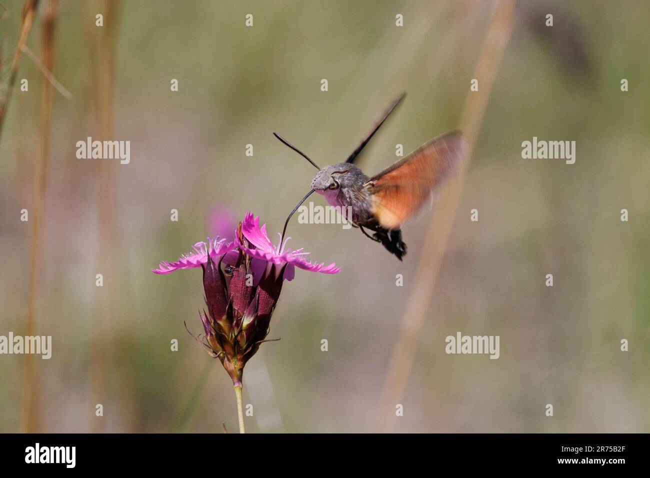 Hummingbird hawkmoth (Macroglossum stellatarum), a Clusterhead pink, Germania, Baviera Foto Stock