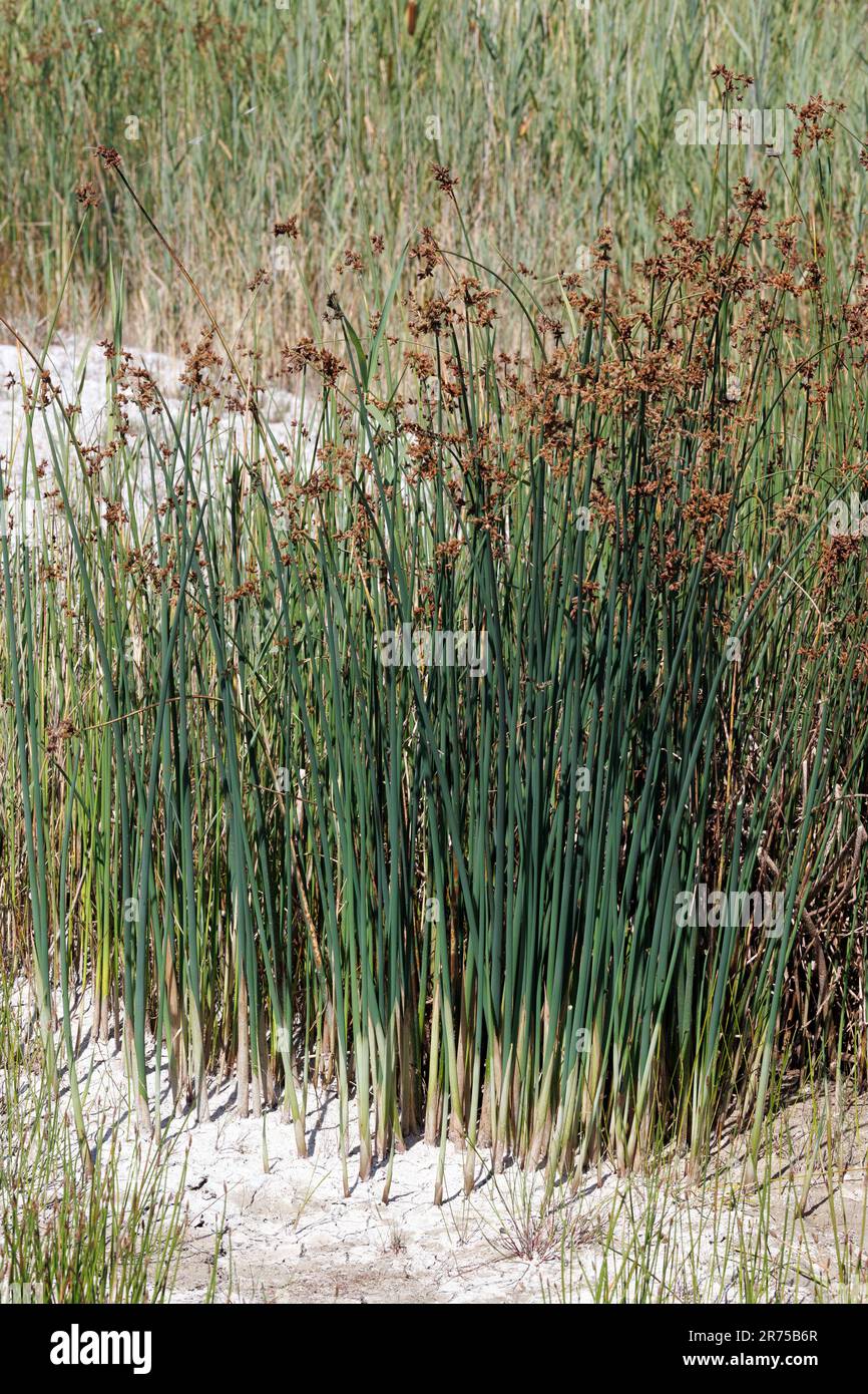 Tule comune, tule duro, tule rush, bulrush duro, bulrush viscido (Schoenoplectus lacustris), fioritura, Germania, Baviera, Erdinger Moos Foto Stock
