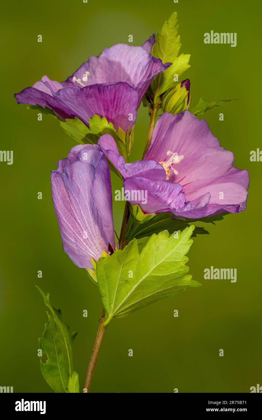Shrubby althaea, rosa di Sharon (Hibiscus syriacus), fiori, Germania, Baviera Foto Stock
