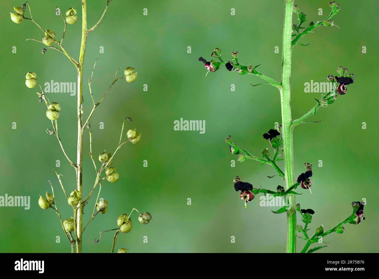 Cucciolo di cane (Scrophularia canina), con fiori e frutti, Italia, Alto Adige, Dolomiti Foto Stock