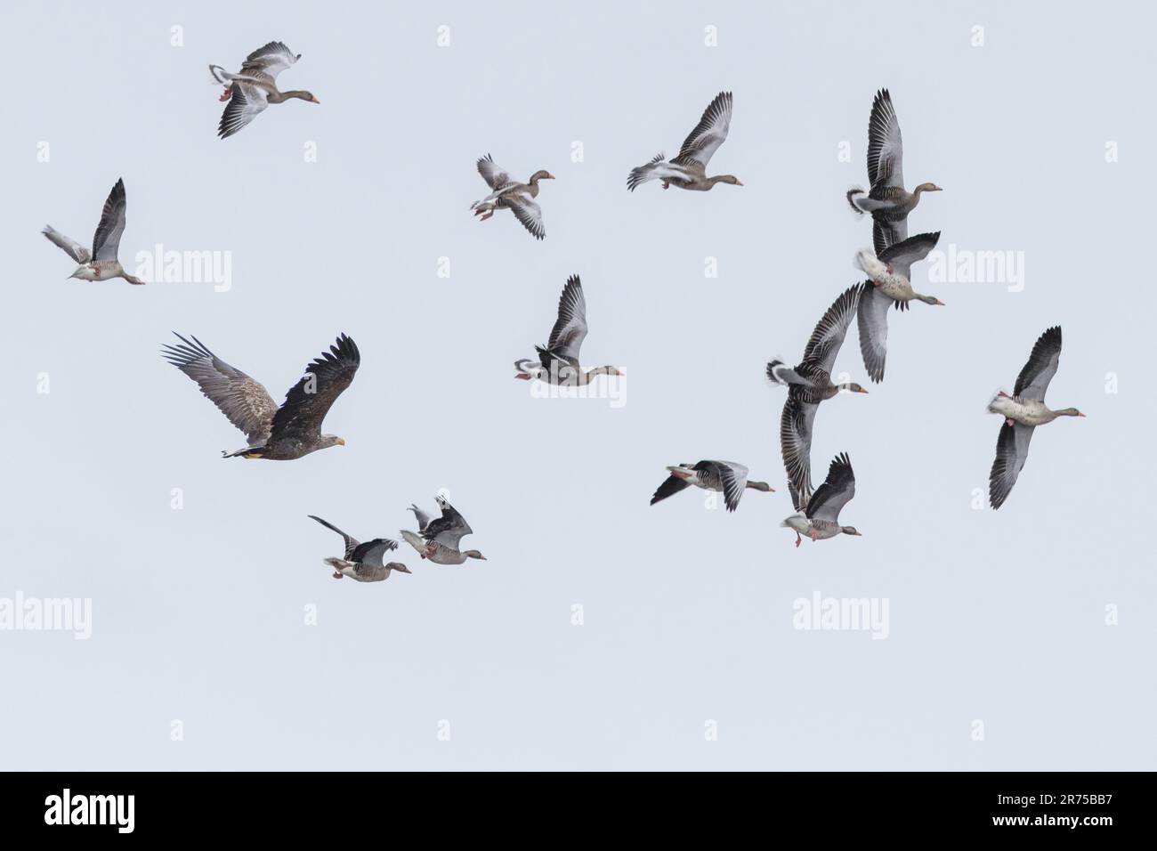 Aquila di mare dalla coda bianca (Haliaeetus albicilla), che attacca le oche grigie dello sciame, oche grigie che fuggono dalla caccia alle aquile dalla coda bianca, Germania, Baviera, lago Foto Stock