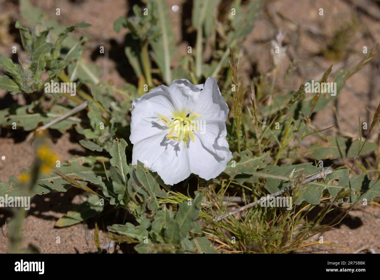 California Evening Primrose (Oenothera californica), fiore, USA, Arizona Foto Stock