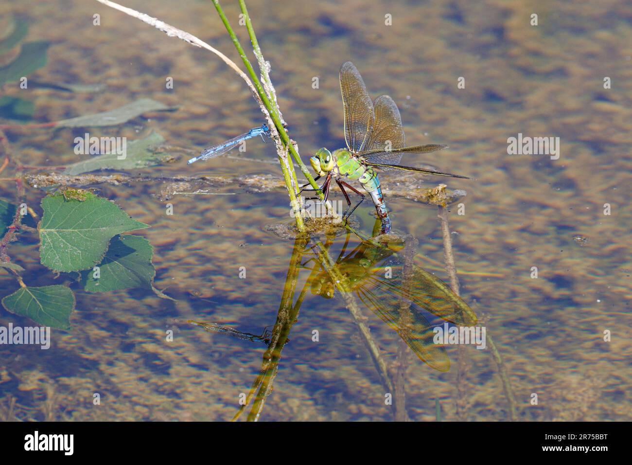 dragonfly imperatore (Anax imperator), uova di deposizione femminile, Germania, Baviera, Erdinger Moos Foto Stock