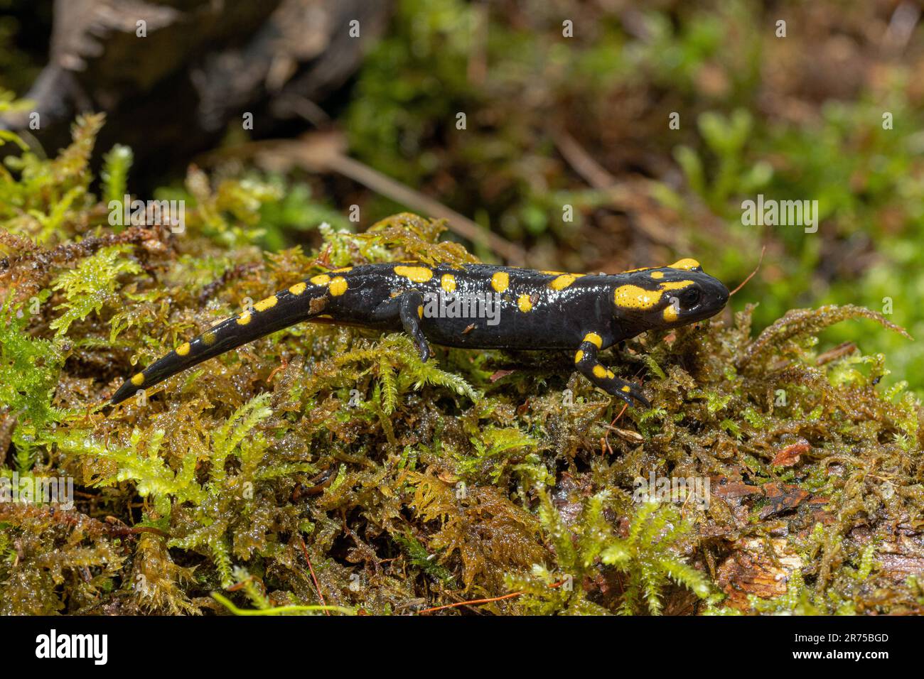 Salamandra europea (Salamandra salamandra), sul muschio, durante la prima estate, Germania, Baviera Foto Stock