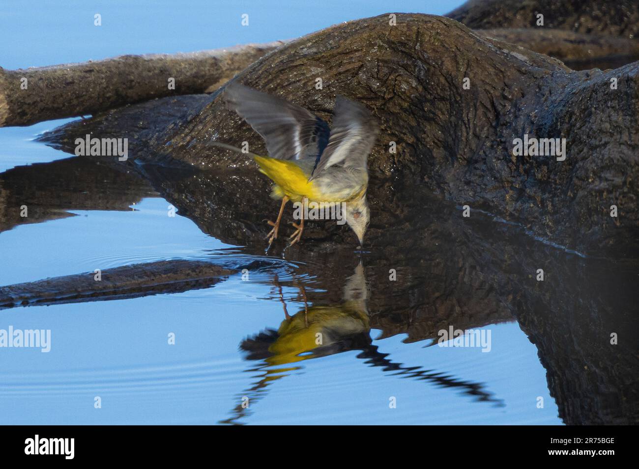 Vagone grigio (Motacilla cinerea), raccolta di un insetto dalla superficie dell'acqua in volo, vista laterale, Germania, Baviera, Lago di Chiemsee Foto Stock
