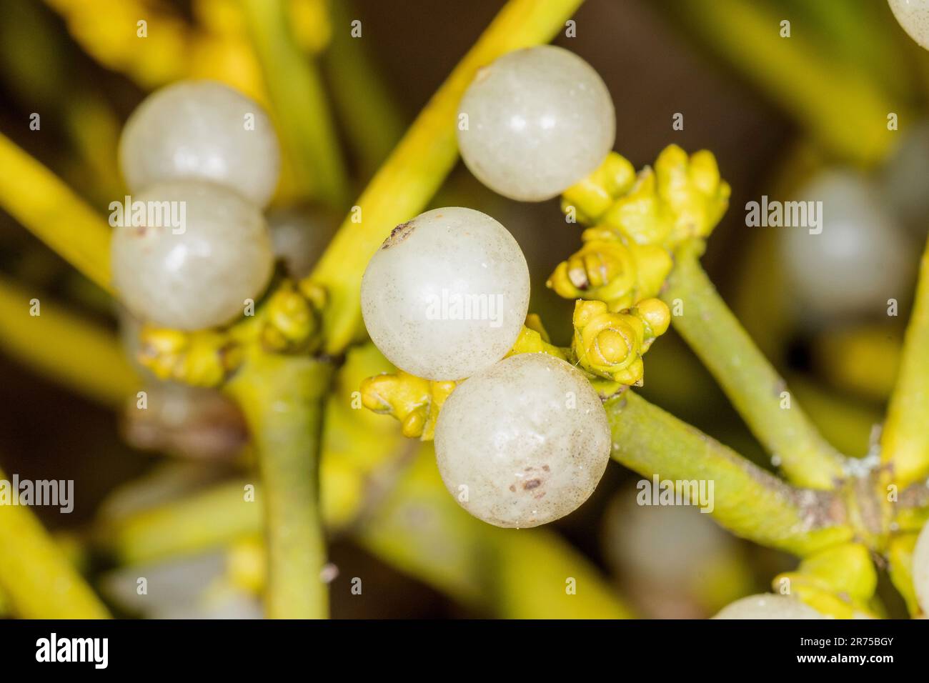 Mistletoe (Viscum album subsp. Album, Viscum album), frutti di bosco, Germania, Baviera Foto Stock
