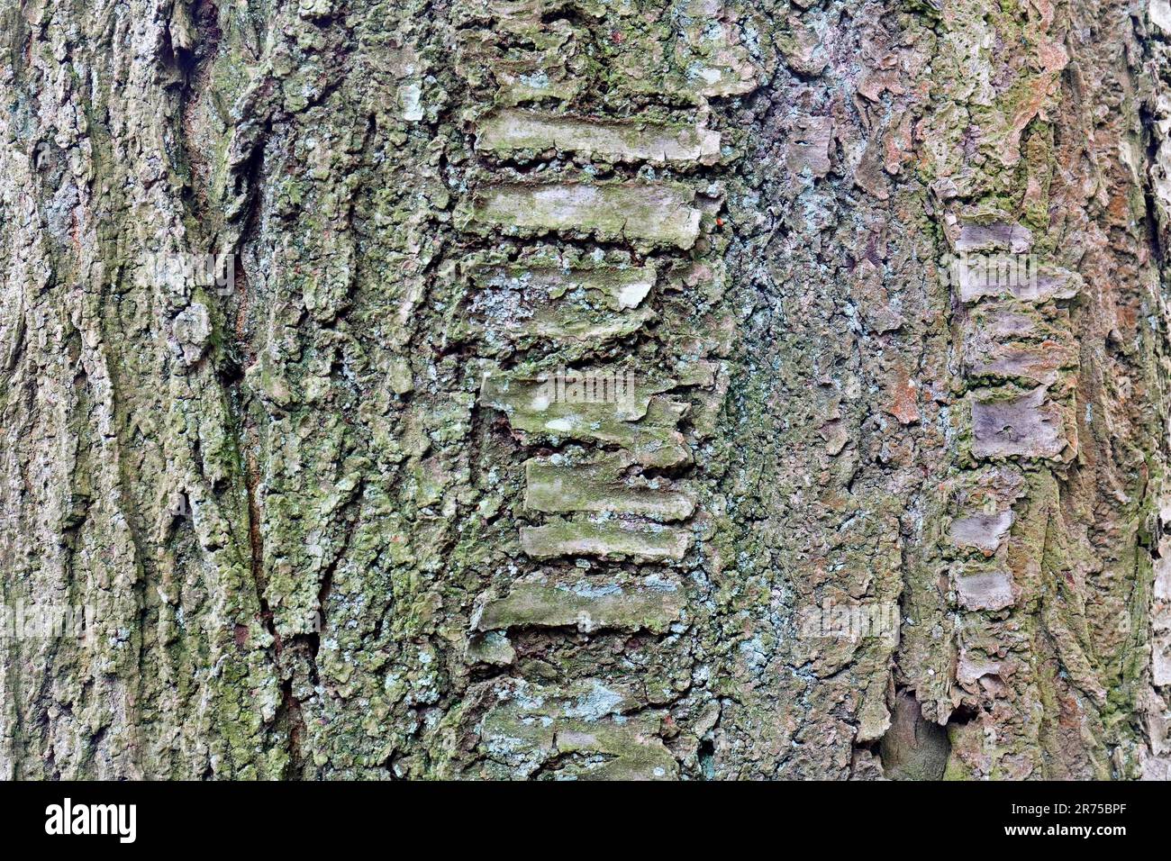 Ciliegio orientale, ciliegio giapponese (Prunus serrulata), corteccia Foto Stock