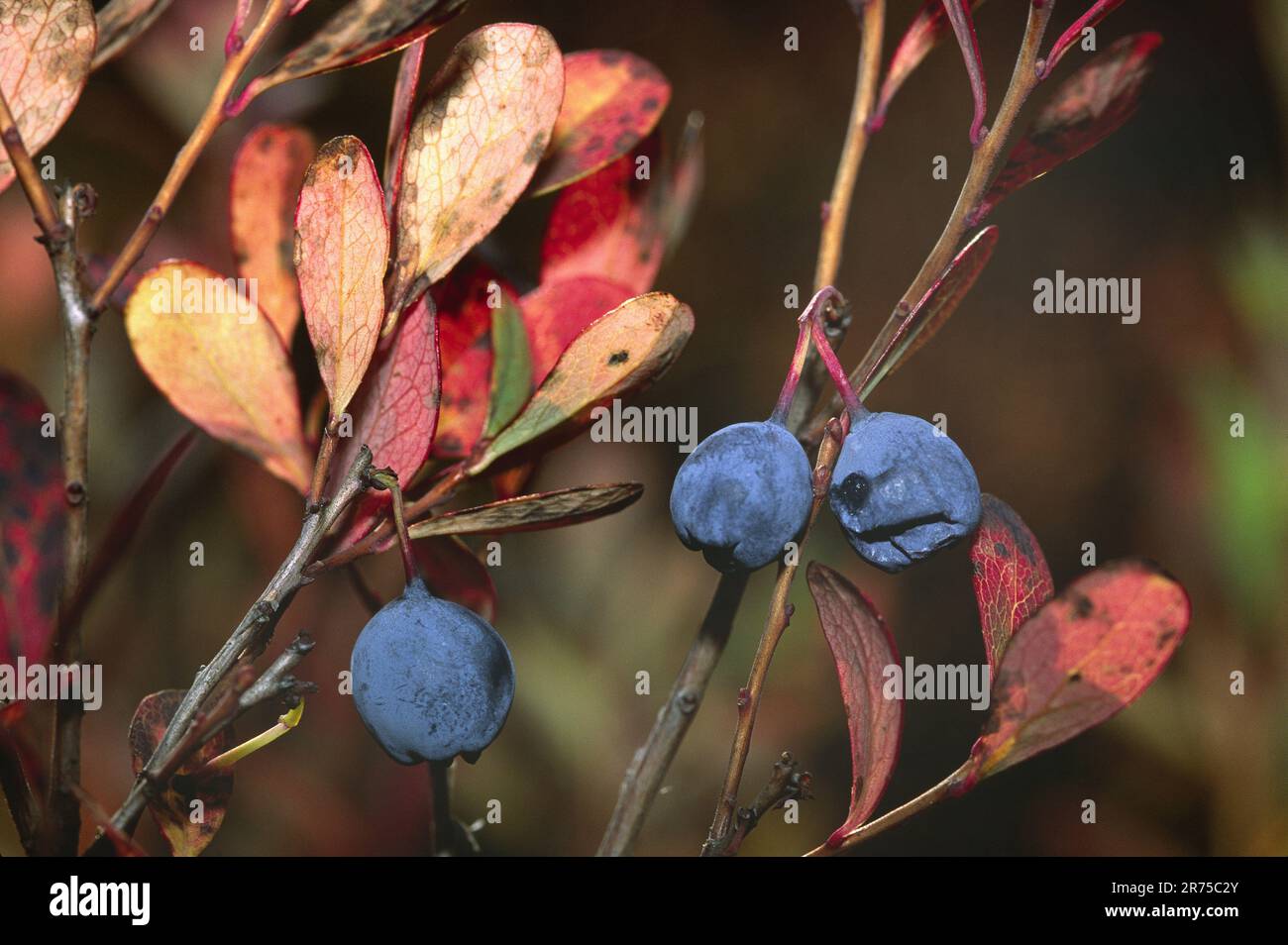 Mirtillo alpino, mirtillo di palude, mirtillo di palude, mirtillo settentrionale, mirtillo di palude (Vaccinium uliginosum), ramo con frutta, Germania Foto Stock