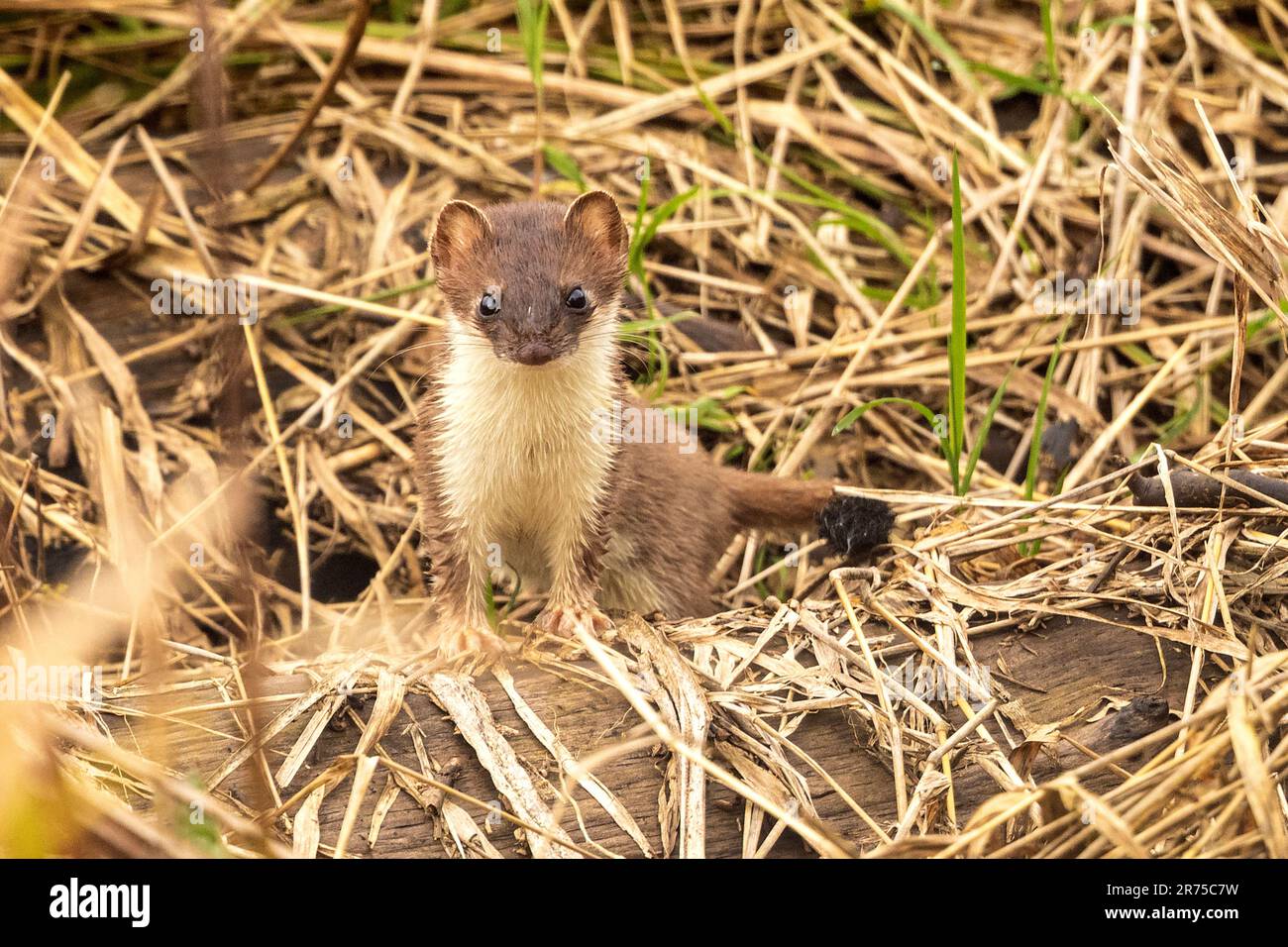 Ermine, Stoat, donnola a coda corta (Mustela erminea), sulla riva del lago con pelliccia bagnata, guardando verso macchina fotografica, Germania, Baviera Foto Stock