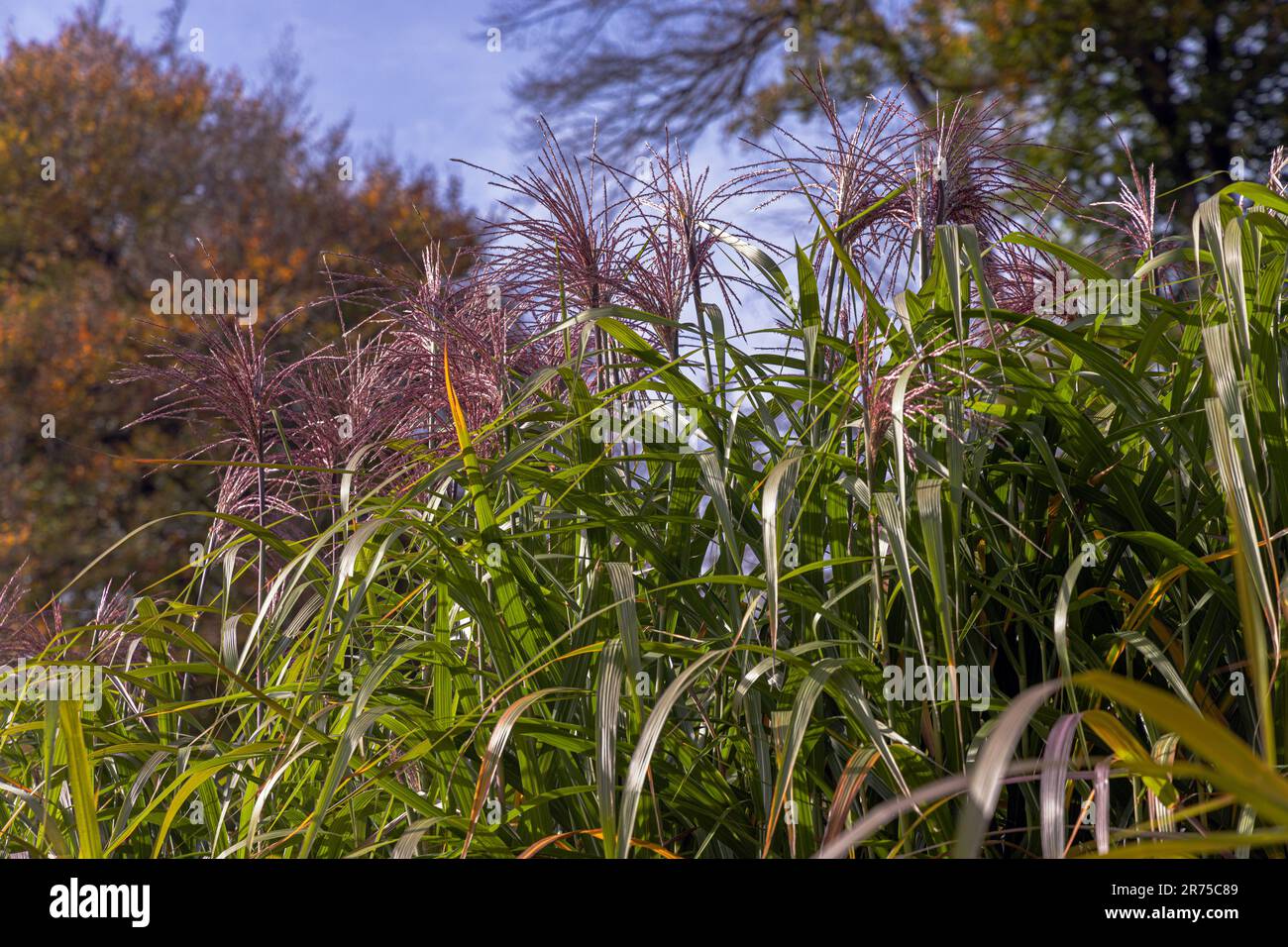 Miscanthus gigante (Miscanthus giganteus, Miscanthus x giganteus), fioritura, campo di biomasse, Germania, Baviera Foto Stock