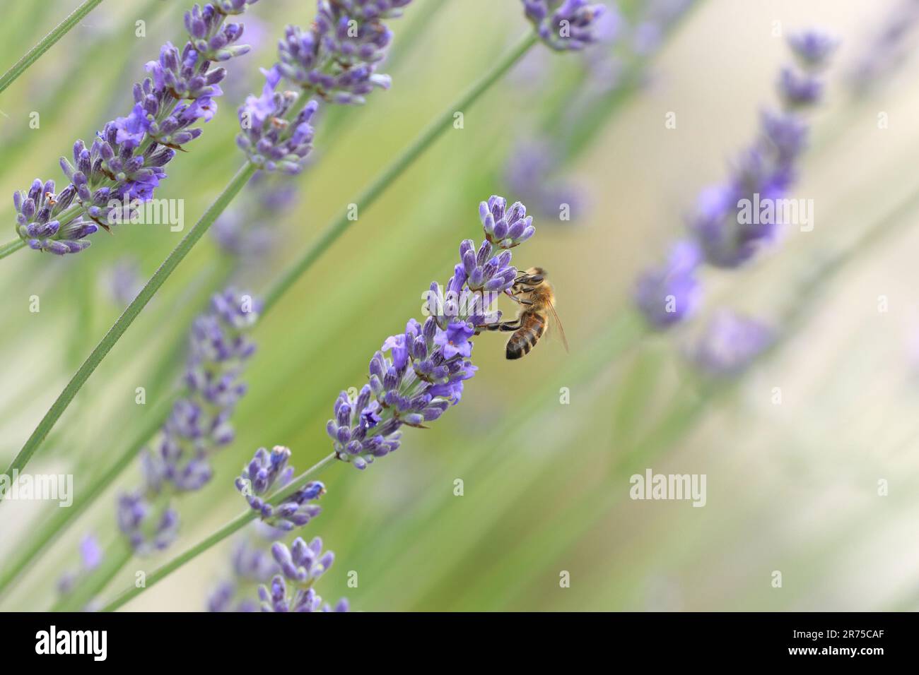 Impollinazione dell'ape su fiore di lavanda Foto Stock