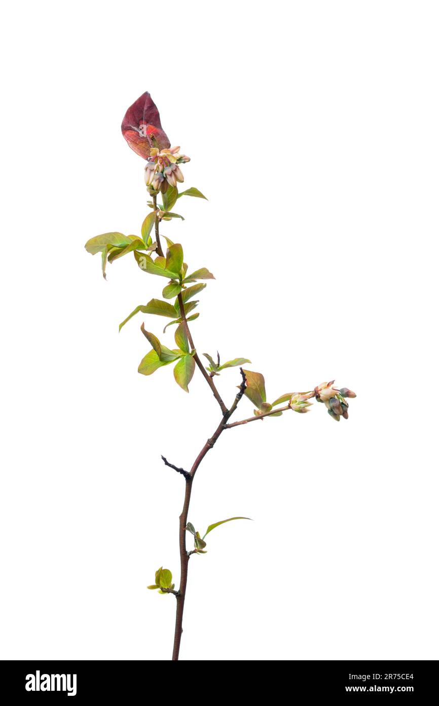 Mirtillo alto, mirtillo highbush, mirtillo palude (Vaccinium corymbosum), ramo con germogli di cultivar Hardyblue, Germania Foto Stock
