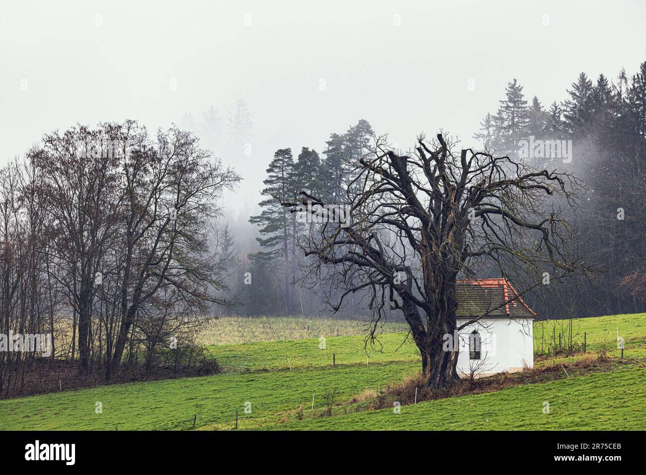 buckeye, ippocastano (spec. Aesculus), vecchio castagno, abbattuto a causa del pericolo di rottura, accanto alla cappella in alta nebbia autunnale, Germania, Foto Stock