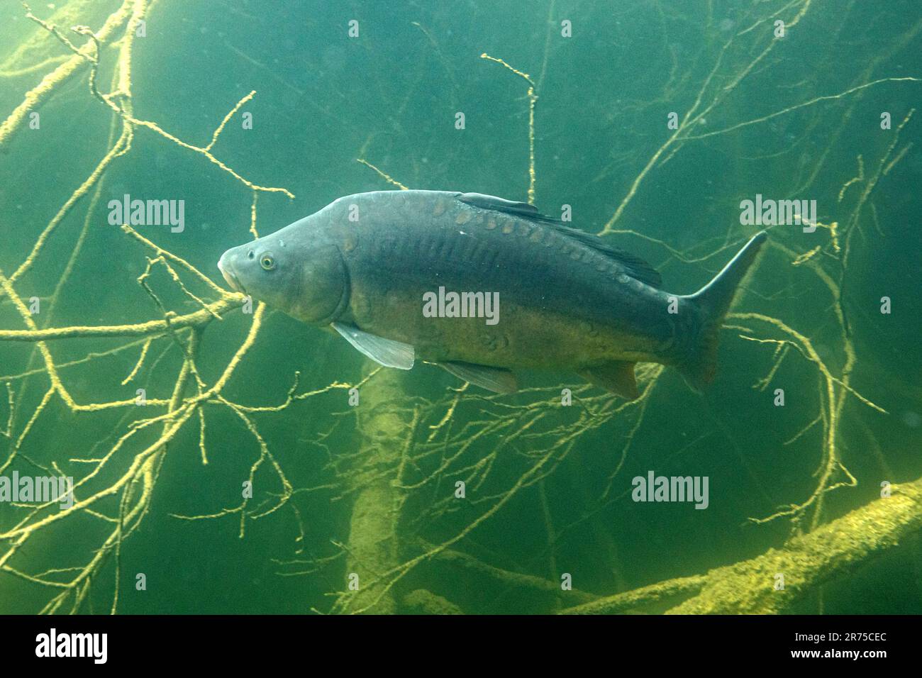 Carpa specchio, carpa europea (Cyprinus carpio), nuoto, foto subacquea, Germania, Baviera Foto Stock